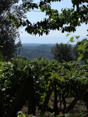Vineyard with lush grapevines and distant hills under a clear sky.