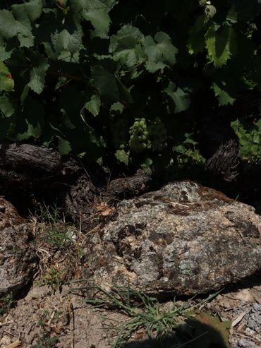 Green grapes hanging under lush vine leaves beside rocks.