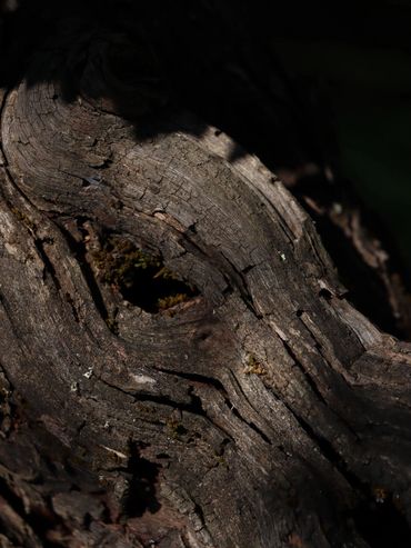 Close-up of textured, weathered tree bark with shadows.