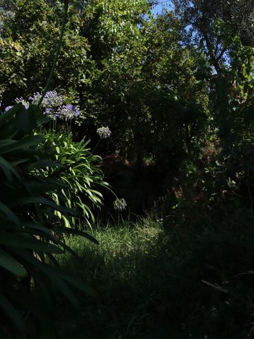 Sunlit garden path surrounded by lush greenery and purple flowers under a clear blue sky.