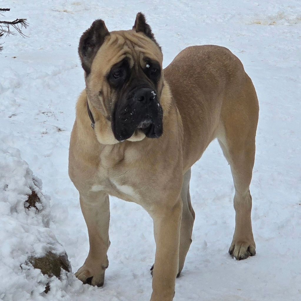 DOG STANDING IN SNOW