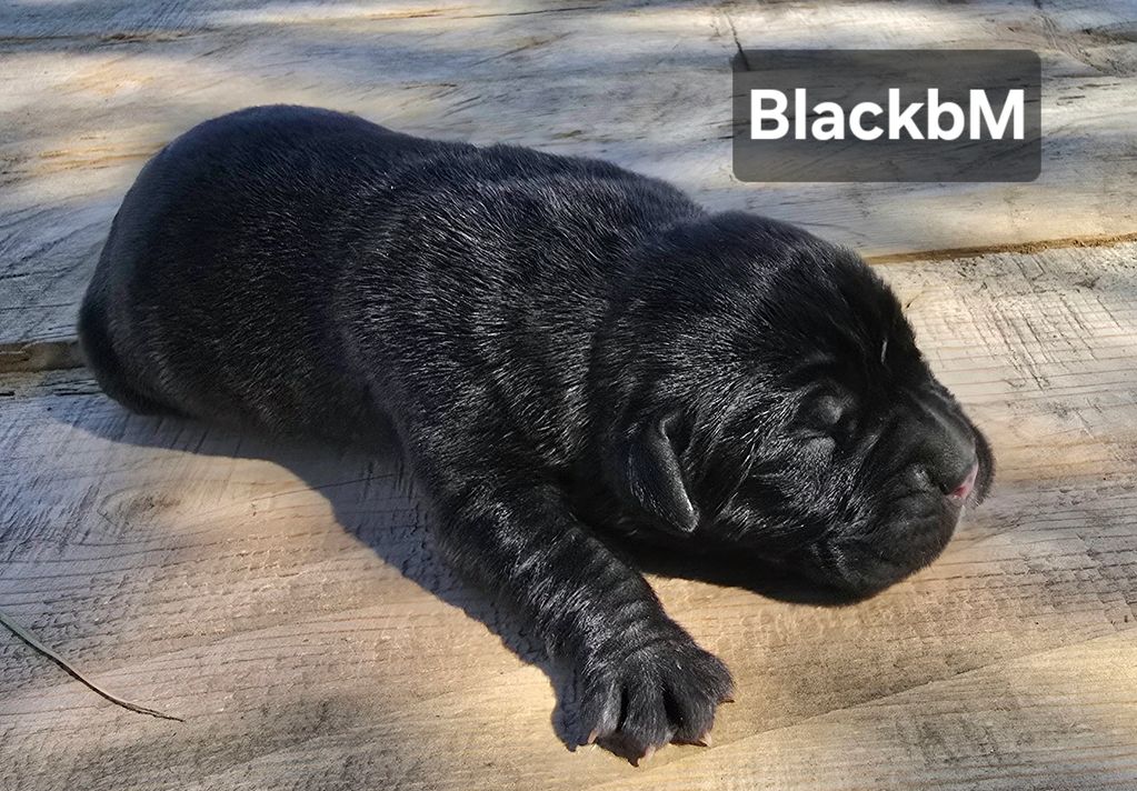 BLACK PUPPY LAYING DOWN