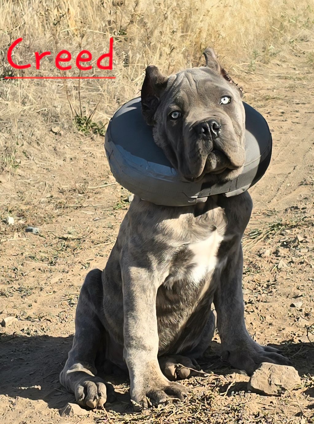 Puppy stitting on ground