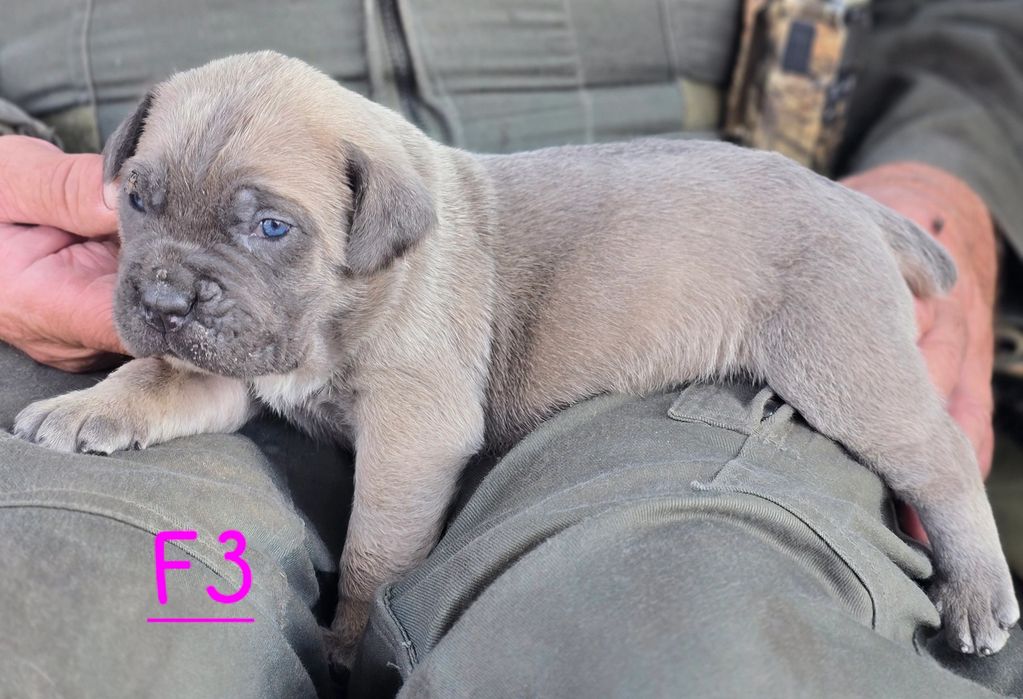 PUPPY BEING HELD