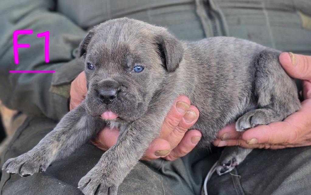 PUPPY BEING HELD