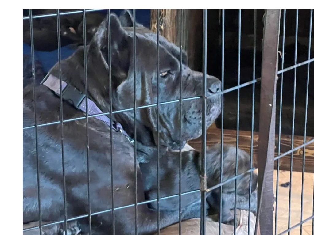 dOG IN CAGE WITH PUPPY
