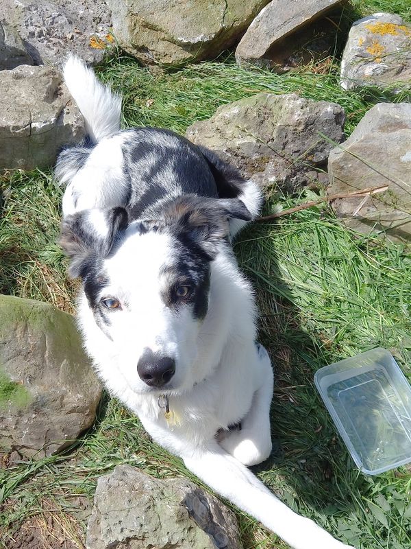 Blue merle Border collie, surrounded by walling stone.
