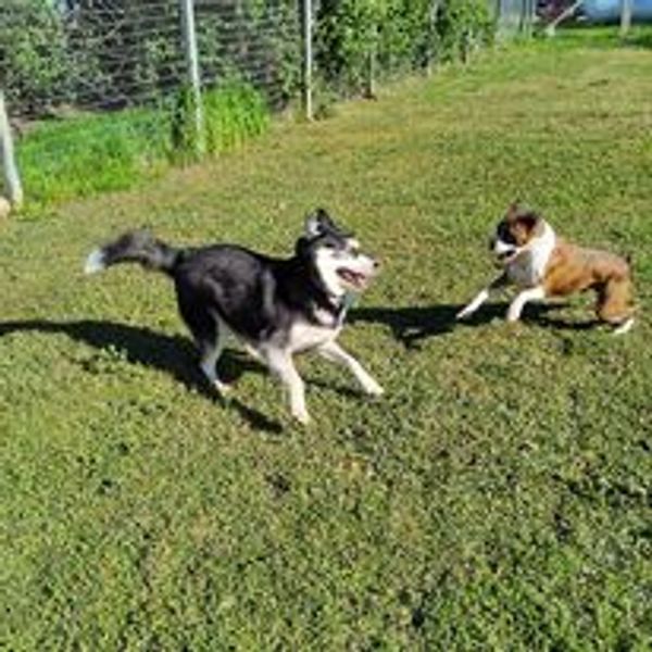 Junebug playing with friends