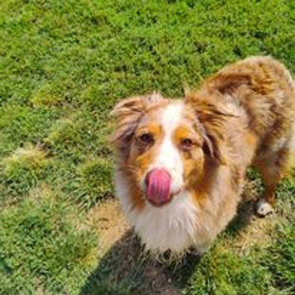 Aussie licking her nose