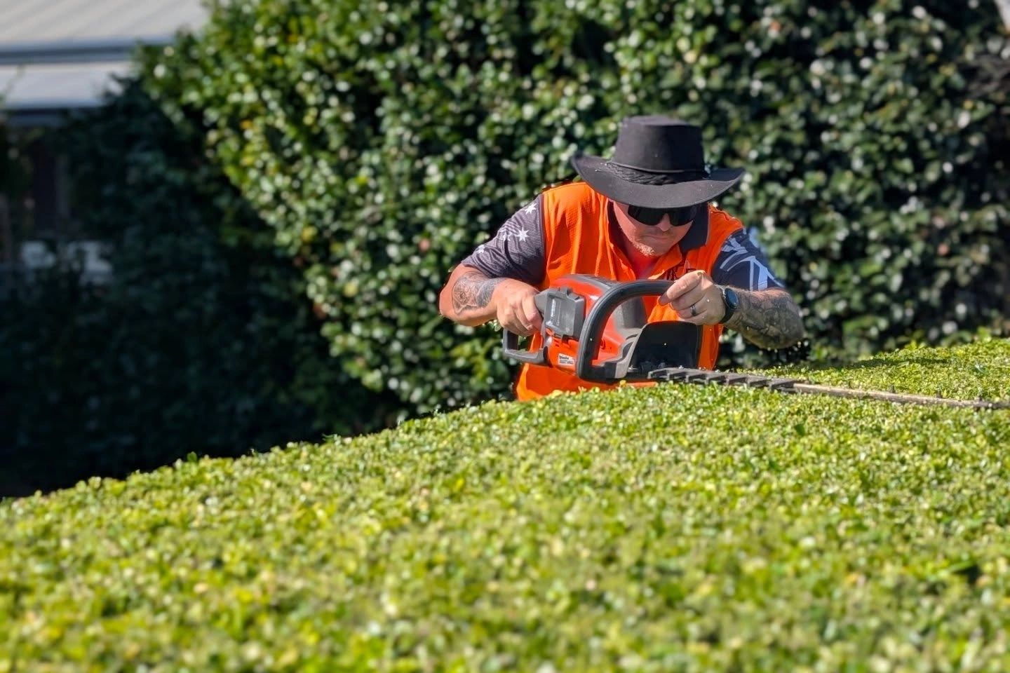 hedging in nowra