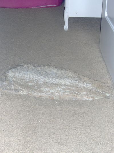 Torn Carpet from Dog Digging at the carpet!