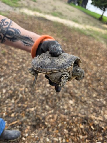 Common Snapping Turtle