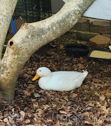 Quackadoodle Duck. Found him a home with a pond and way more duckies for him to play with.