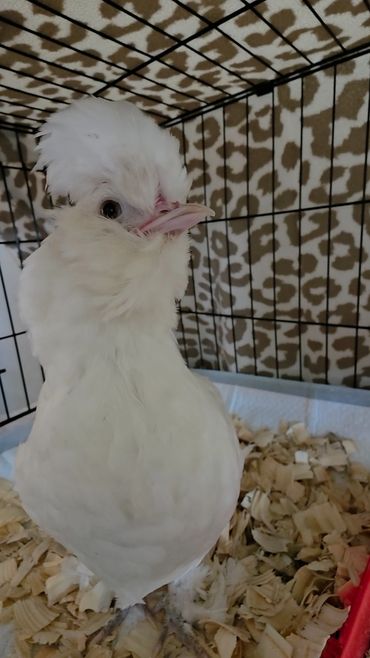 Sultana Boots- our Bantam Sultan hen