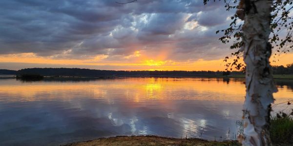 Sunset over a calm lake with cloudy sky and a birch tree in the foreground.