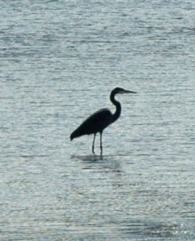 Heron in the Stilwater Cove