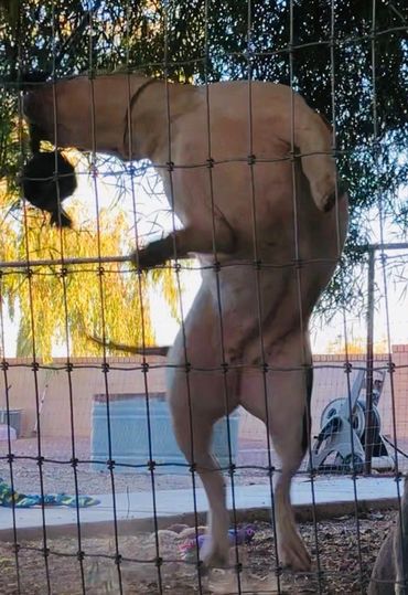 XL American bully females and XXL American bully females