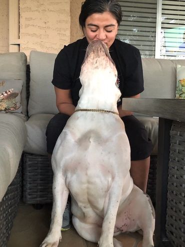 XL American bully females and XXL American bully females