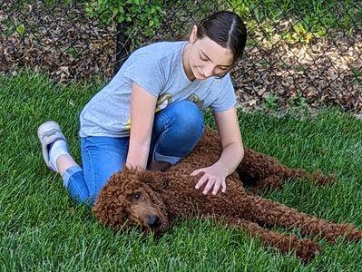 Young girl pets on red poodle in grass