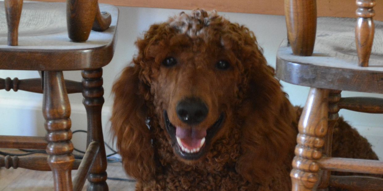 Red poodle smiles