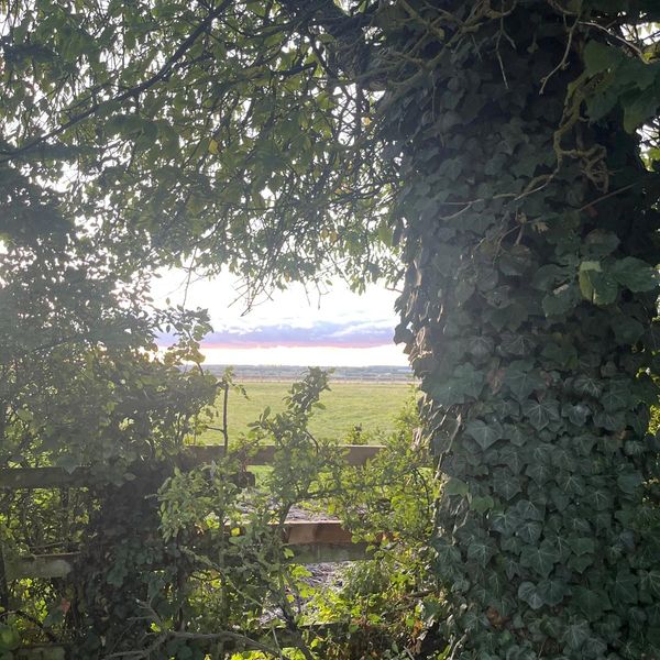 A leafy tree and bushes frame a wooden fence with a field and sunset in the background.
