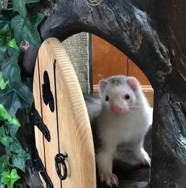 Ferret House