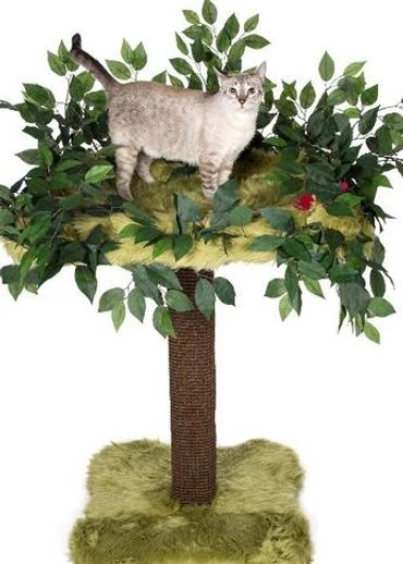Scratching Post and Bed
