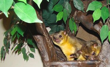 House for Exotic Pets