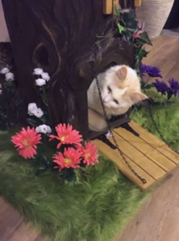 Cat Trees with drawbridge door