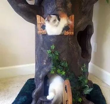 Cat Trees for Multiple Cats