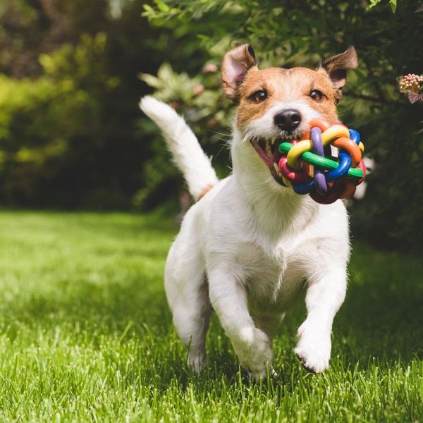Playful dog running on grass with a colorful rubber ball toy