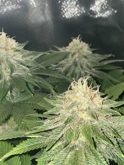 Seeds Online Frosty