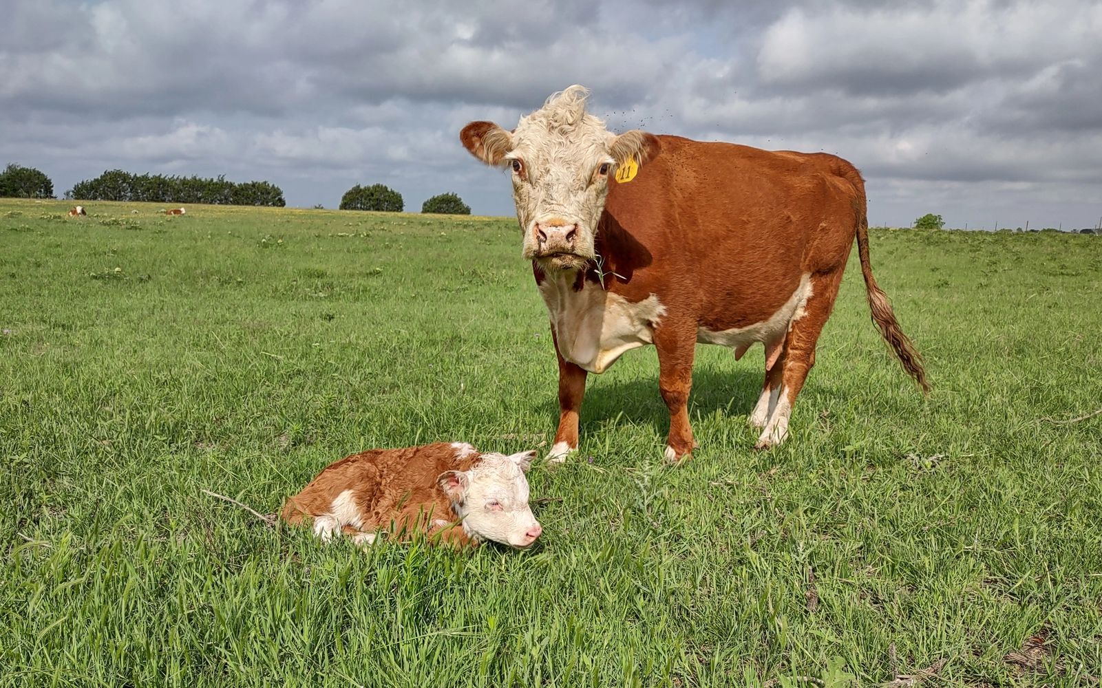 A cow stands protectively near her resting calf in a green field.