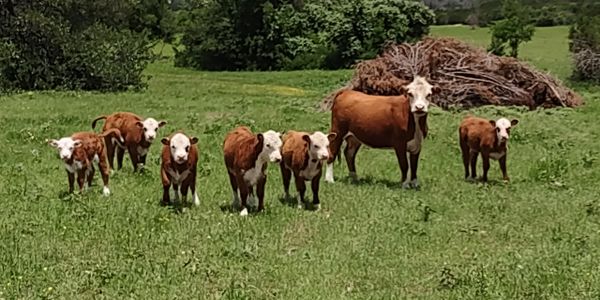 A group of calves and a cow standing in a green field.