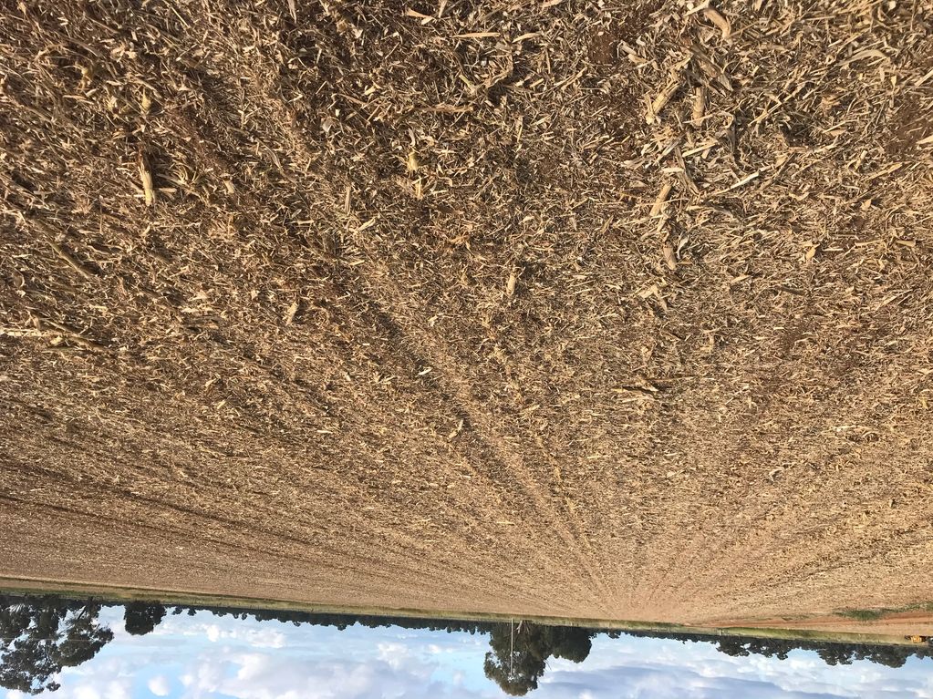 Maize stubble after mulching