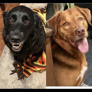 Customers beloved dogs