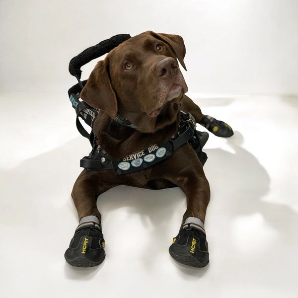 Moose, the Chocolate lab Medical Alert Service Dog.