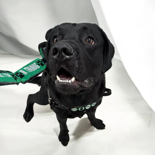 Mango, black lab service dog in training.