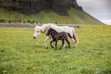 A white horse running beside a brown foal