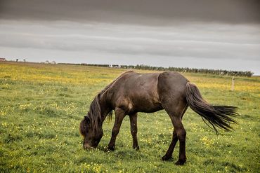 A dark horse grazing on grass