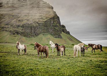 Wild horses standing on a field
