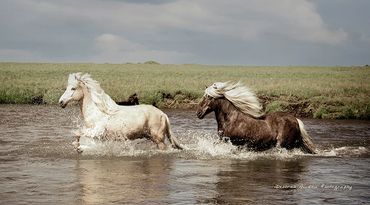 White and brown horses running across a body of water