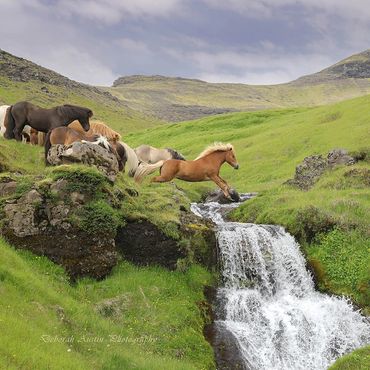 Wild horses crossing a stream