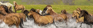 Wild horses running across a body of water