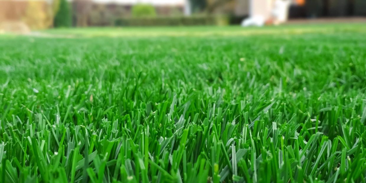 Healthy turf cared for by Plant Health Care pros. 