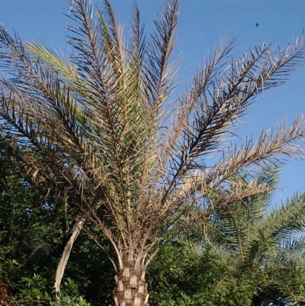 Sylvester palm with Lethal Bronzing Disease.