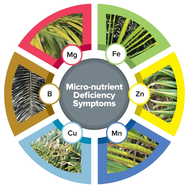 Micro nutrient symptoms by Plant Health Care Pros.