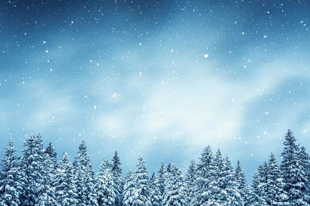 Snow-covered pine trees under a cloudy, snowy sky.