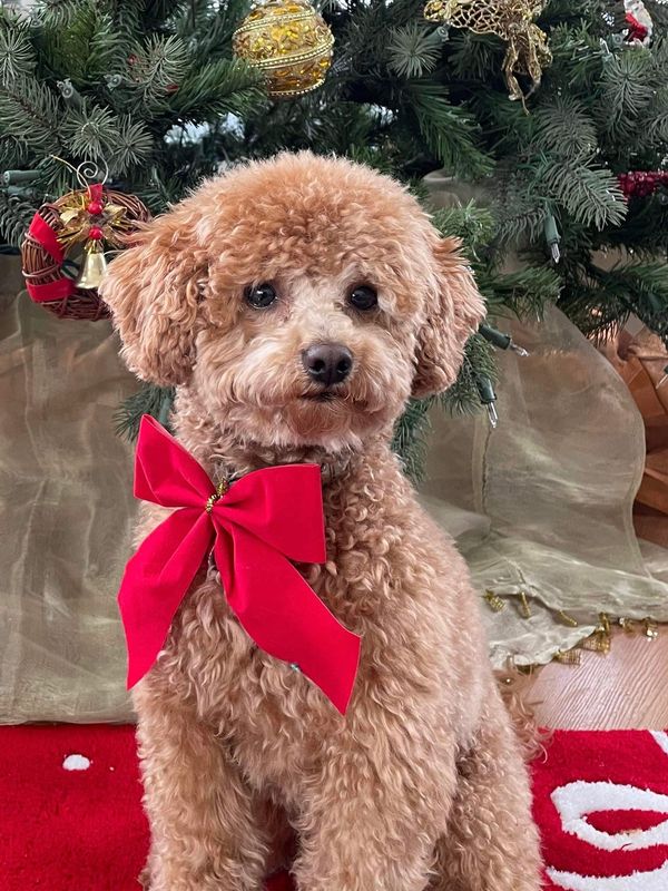 Caniche Milot mâle reproducteur 7 livres