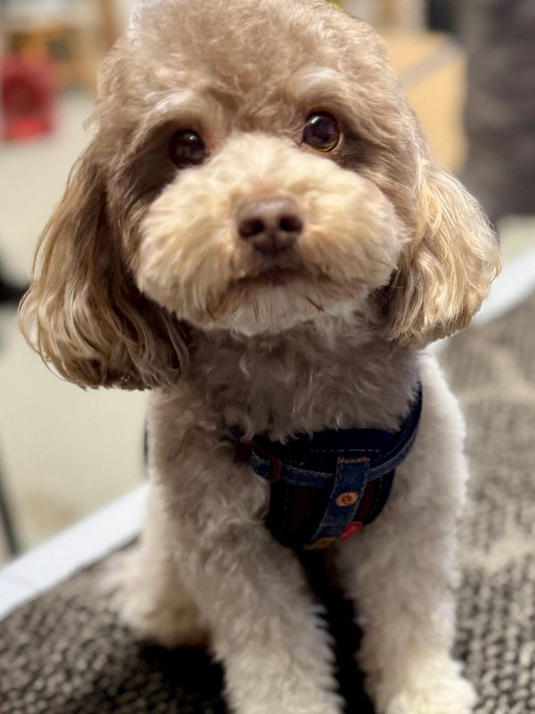 Caniche toy male reproducteur